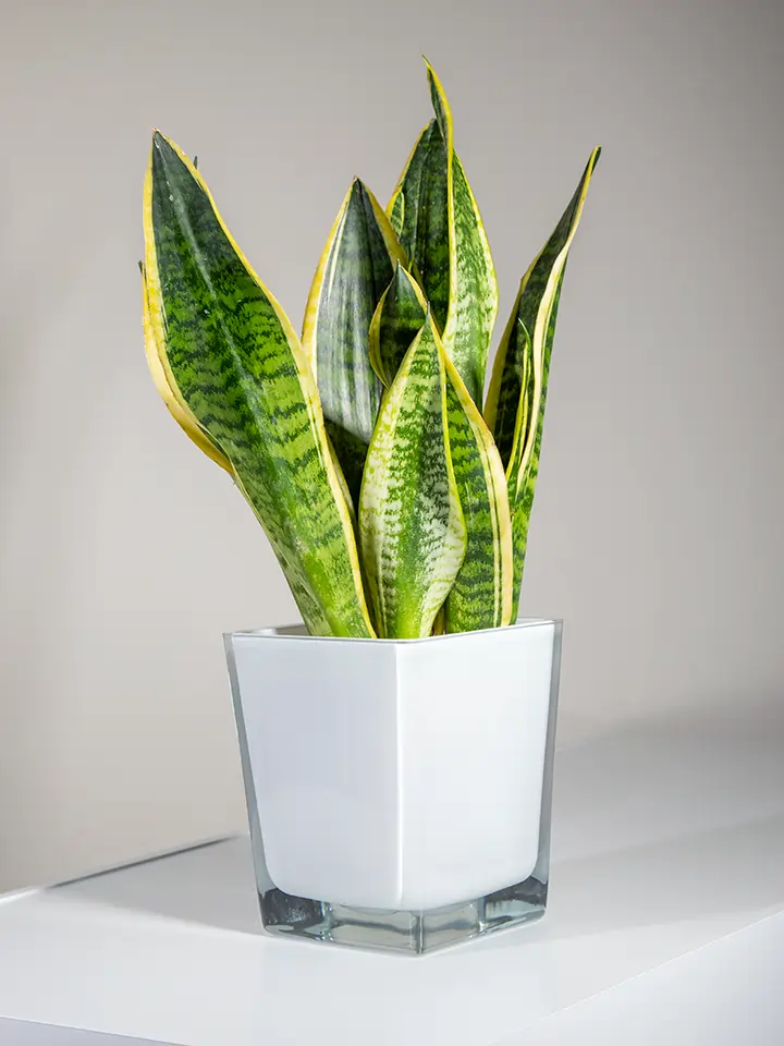 Pianta di Sanseveria in vaso di vetro